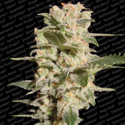 Paradise Seeds - Belladonna (fem.) 01725