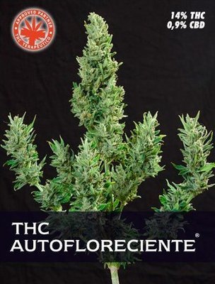Pure Seeds - THC Autofloreciente (auto/fem.) 05082