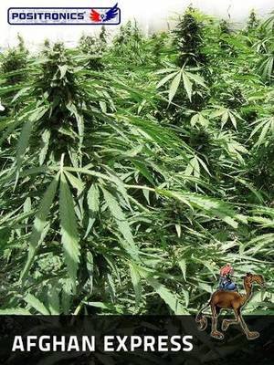 Positronics - Afghan Express (auto/fem.) 02744