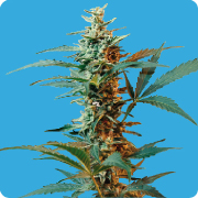 Seeds Of Life - Nordika (Sativa Auto) (auto/fem.) 03959