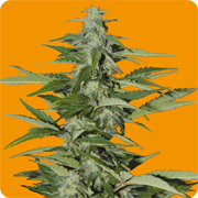 Seeds Of Life - Hindiana (Hindu Kush Auto) (auto/fem.) 03957