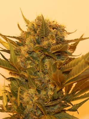 Resin Seeds - Sour P (fem.) 01806