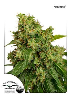 Dutch Passion - Auto Xtreme (auto/fem.) 05013