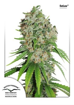 Dutch Passion - OutLaw (fem.) 01465