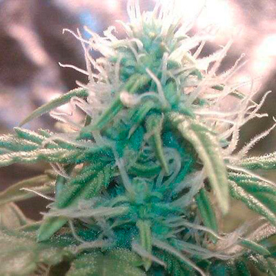 Nirvana Seeds - Auto Jock Horror (auto/fem.) 03319
