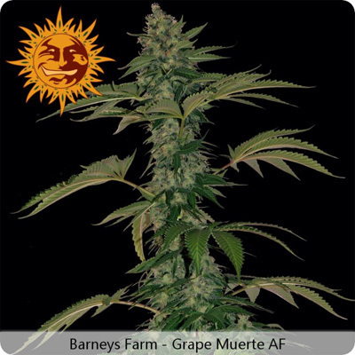 Barney'S Farm Seeds - Grape Muerte (auto/fem.) 04096