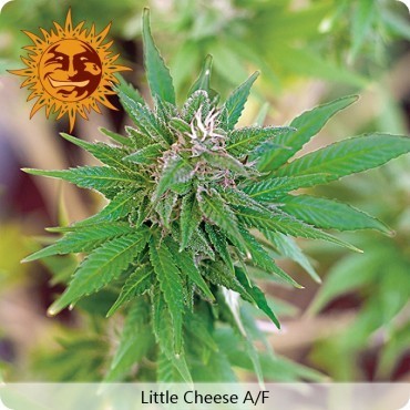 Barney's Farm - Little Cheese (auto/fem.) 01786