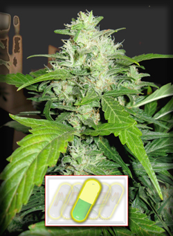 AutoFem Seeds - Auto Stoned (fem./auto) 01622