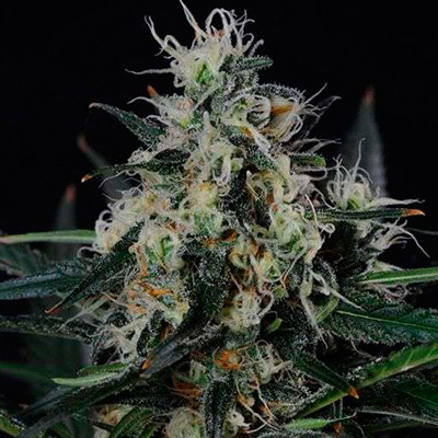 Nirvana Seeds - Blackjack (reg.) 03270