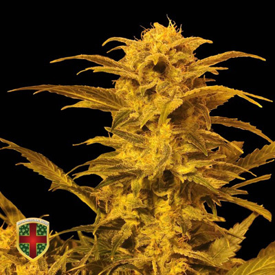 All-In Medicinal Seeds - Destroyer Auto (auto/fem.) 02304