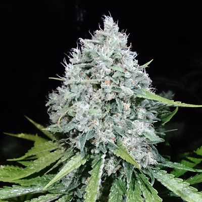 Loud Seeds - 7/8 Sour (reg.) 00070