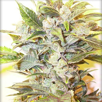 AutoFem Seeds - Auto Oil (fem./auto) 01620