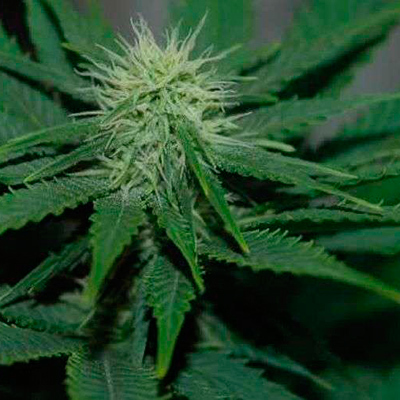 Nirvana Seeds - Jock Horror (fem.) 03281