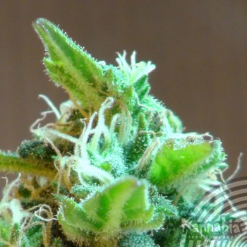 Kannabia Seeds - Domina Haze (fem.) 01553
