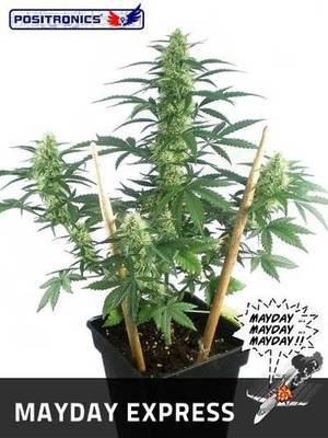 Positronics - May Day Express (auto/fem.) 02766
