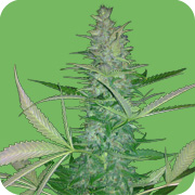 Seeds Of Life - Big Low (auto/fem.) 03956