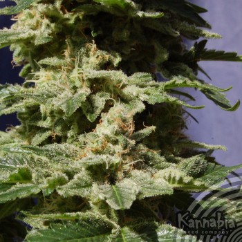 Kannabia Seeds - Original Berry (fem.) 01563