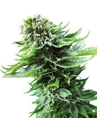Sensi Seeds - Northern Lights Automatic (auto/fem.) 04740