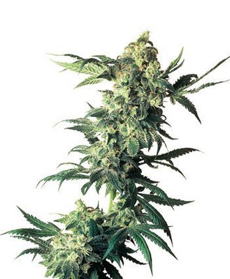 Sensi Seeds - Northern Lights (fem.) 00823