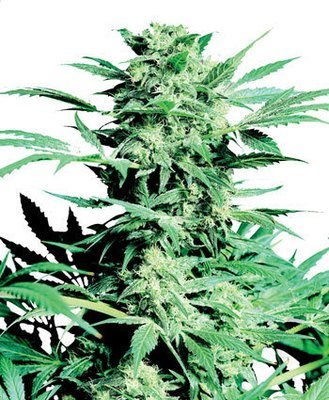 Sensi Seeds - Shiva Skunk (fem.) 03909