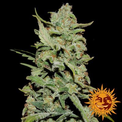 Barney's Farm - Peyote Critical (fem.) 05433
