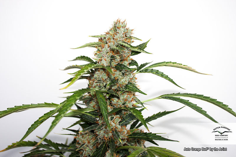 Dutch Passion - Auto Orange Bud (auto/fem.)