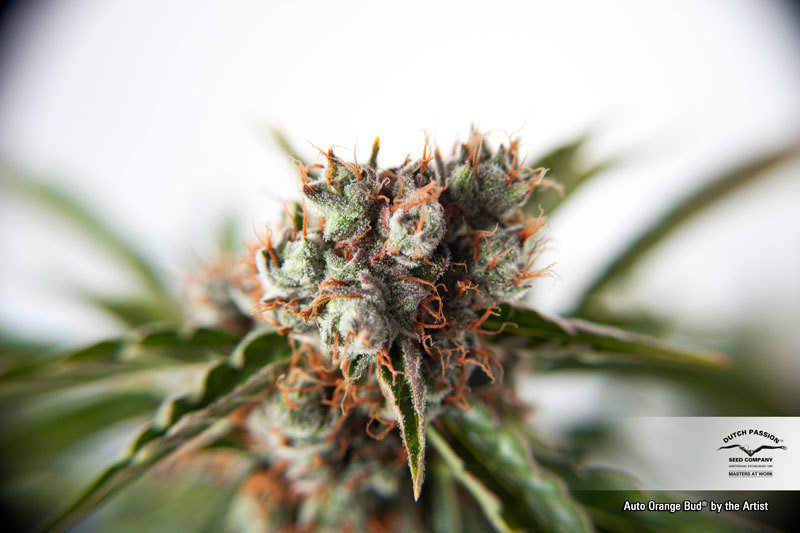 Dutch Passion - Auto Orange Bud (auto/fem.)
