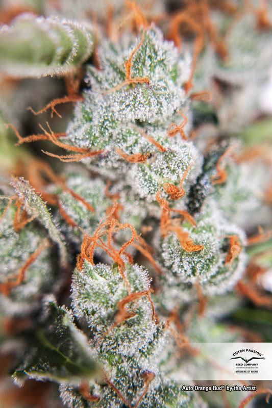 Dutch Passion - Auto Orange Bud (auto/fem.)