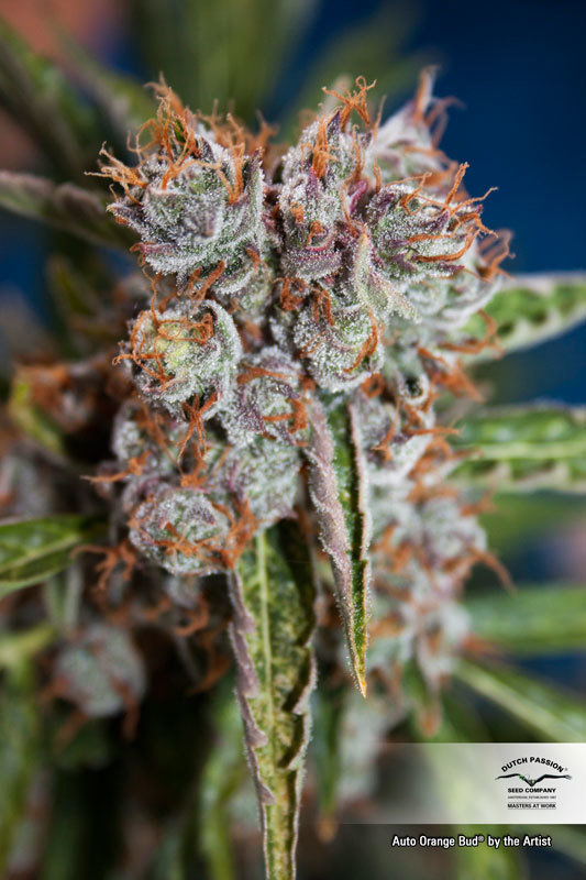 Dutch Passion - Auto Orange Bud (auto/fem.)