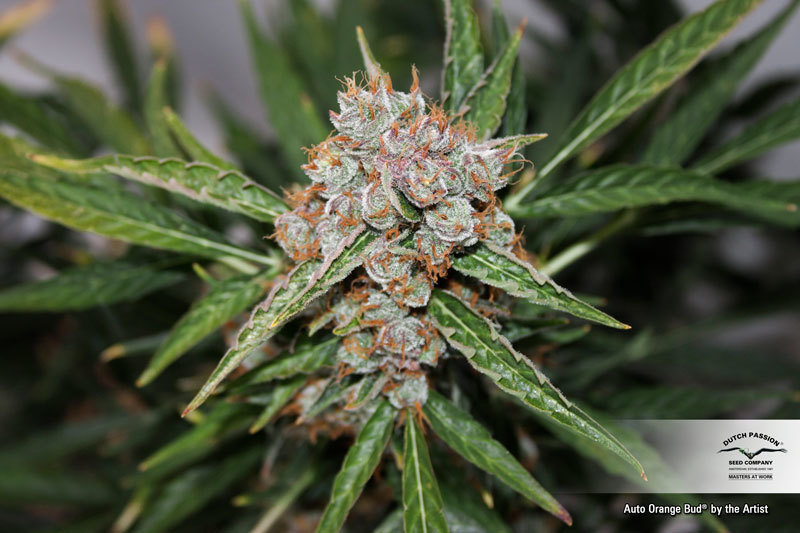 Dutch Passion - Auto Orange Bud (auto/fem.)