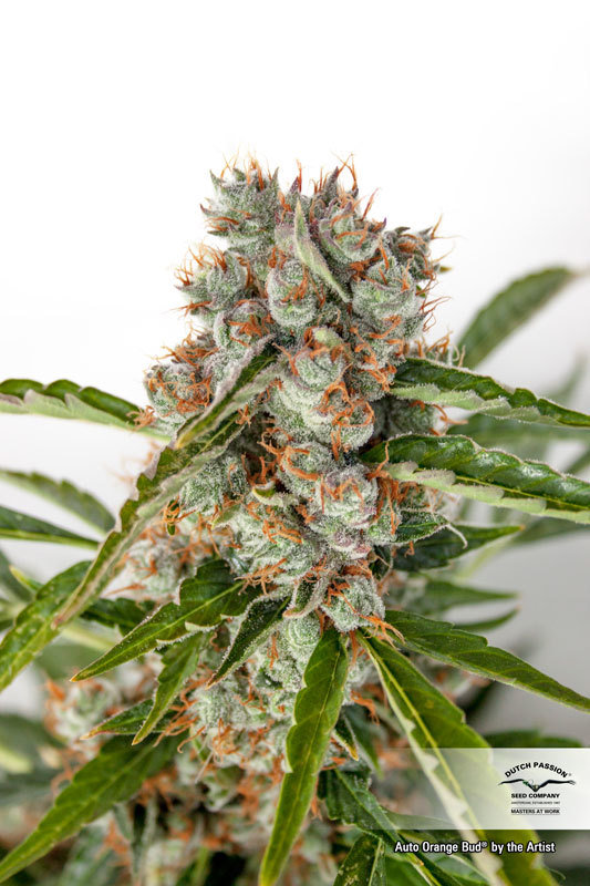 Dutch Passion - Auto Orange Bud (auto/fem.)