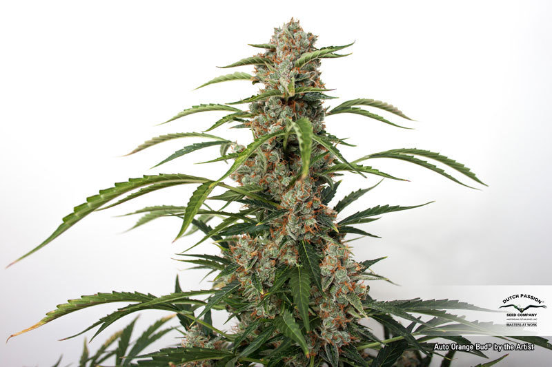 Dutch Passion - Auto Orange Bud (auto/fem.)
