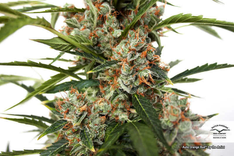 Dutch Passion - Auto Orange Bud (auto/fem.)