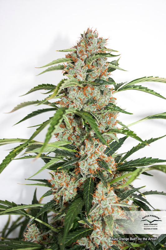 Dutch Passion - Auto Orange Bud (auto/fem.)