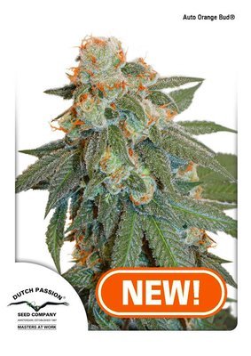 Dutch Passion - Auto Orange Bud (auto/fem.) 05435