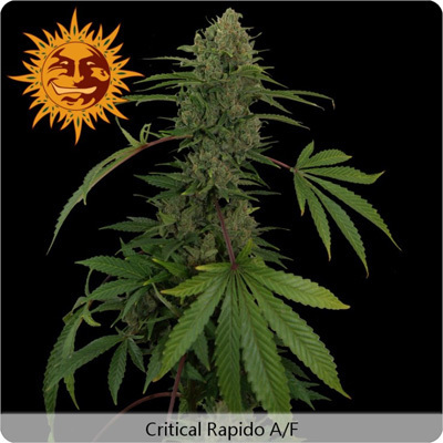 Barney's Farm - Critical Rapido (auto/fem.) 04104
