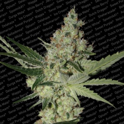 Paradise Seeds - Acid (fem.) 01722