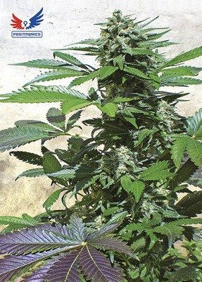 Positronics - Blue Rhino (fem.) 02747