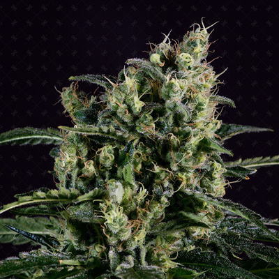 Genofarm - Easy Haze (fem.) 02988