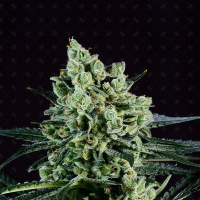 Genofarm - Best Mango (fem.) 02985