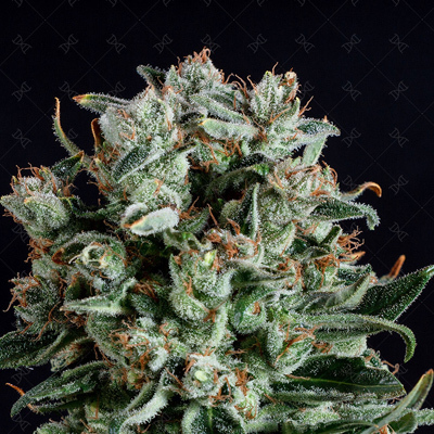 Genofarm - Big Shark (fem.) 02986