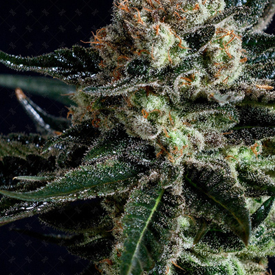 Genofarm - Black Diesel (fem.) 02987