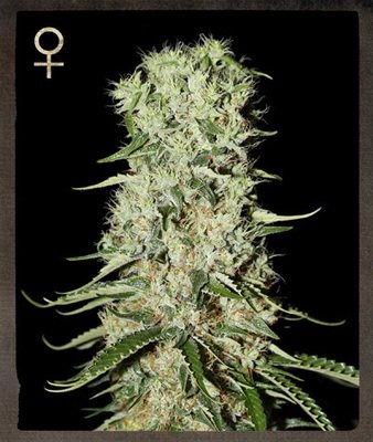 Strain Hunters - Damnesia (fem.) 01406