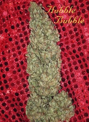 Mandala Seeds - Hubble Bubble (fem.) 04842