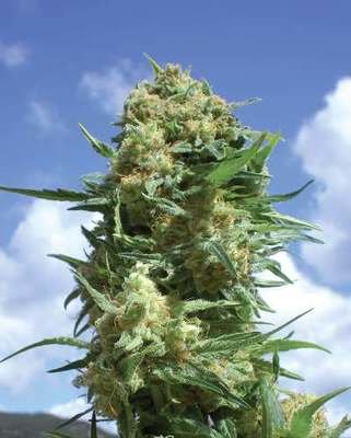 Positronics - Black Widow (fem.) 02746