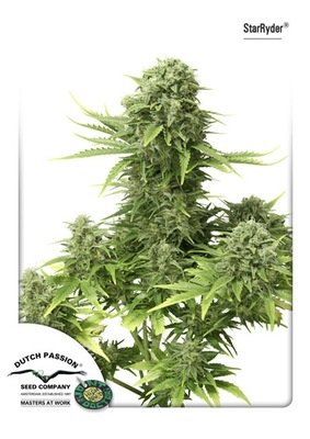 Dutch Passion - StarRyder (auto/fem.) 01461
