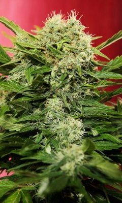Семена конопли Joint Doctor (High Bred Seeds) - Chronic Ryder (fem./auto) 02024
