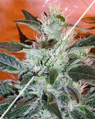 Семена каннабиса Joint Doctor (High Bred Seeds) - Lowryder №2 01361