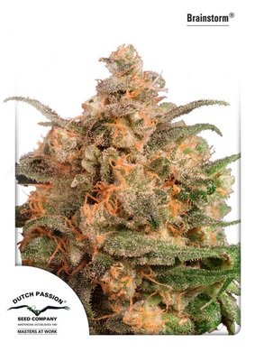 Dutch Passion - Brainstorm (fem.) 03542