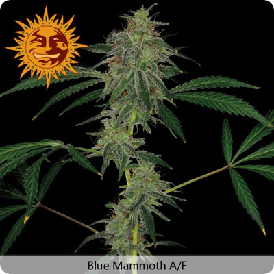 Barney's Farm - Blue Mammoth (auto/fem.) 04103